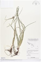 登錄號:BS02772藏品圖，第1張