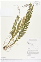 登錄號:BS02775藏品圖，第1張