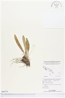 登錄號:BS02776藏品圖，第1張