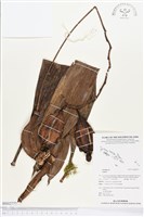 登錄號:BS02777藏品圖，第1張