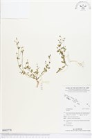 登錄號:BS02778藏品圖，第1張