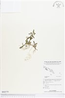 登錄號:BS02779藏品圖，第1張