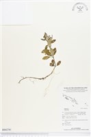 登錄號:BS02781藏品圖，第1張