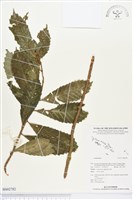 登錄號:BS02782藏品圖，第1張