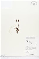 登錄號:BS02783藏品圖，第1張
