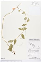 登錄號:BS02785藏品圖，第1張