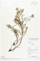 登錄號:BS02786藏品圖，第1張