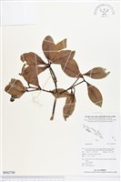 登錄號:BS02788藏品圖，第1張