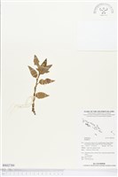 登錄號:BS02789藏品圖，第1張