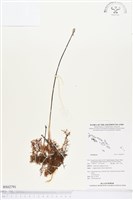 登錄號:BS02791藏品圖，第1張