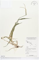 登錄號:BS02792藏品圖，第1張