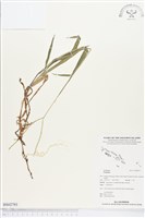 登錄號:BS02793藏品圖，第1張