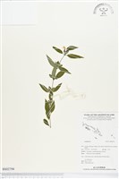 登錄號:BS02794藏品圖，第1張