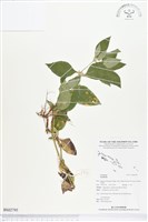 登錄號:BS02795藏品圖，第1張