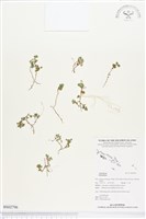 登錄號:BS02796藏品圖，第1張