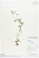 登錄號:BS02797藏品圖，第1張