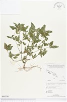 登錄號:BS02798藏品圖，第1張