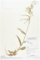 登錄號:BS02799藏品圖，第1張