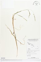 登錄號:BS02800藏品圖，第1張