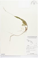 登錄號:BS02801藏品圖，第1張