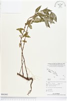 登錄號:BS02802藏品圖，第1張