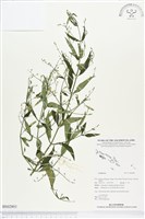 登錄號:BS02803藏品圖，第1張