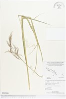 登錄號:BS02806藏品圖，第1張