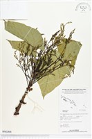 登錄號:BS02808藏品圖，第1張