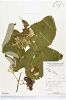 登錄號:BS02809藏品圖，第1張