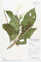 登錄號:BS02810藏品圖，第1張