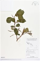 登錄號:BS02812藏品圖，第1張