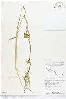 登錄號:BS02813藏品圖，第1張