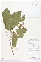 登錄號:BS02814藏品圖，第1張