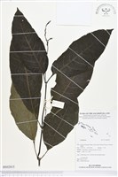 登錄號:BS02815藏品圖，第1張