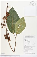 登錄號:BS02816藏品圖，第1張