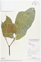 登錄號:BS02817藏品圖，第1張