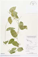 登錄號:BS02818藏品圖，第1張