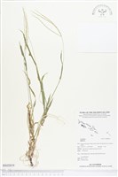 登錄號:BS02819藏品圖，第1張