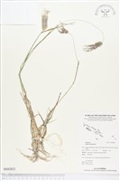 孟仁草藏品圖，第1張