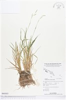 野黍藏品圖，第1張