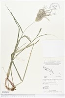 登錄號:BS02824藏品圖，第1張