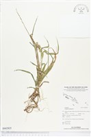 蒺藜草藏品圖，第1張