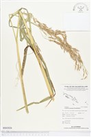 擬高粱藏品圖，第1張