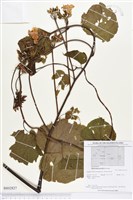 登錄號:BS02827藏品圖，第1張