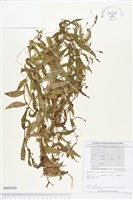 戟葉菜欒藤藏品圖，第1張