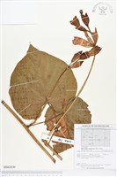 登錄號:BS02830藏品圖，第1張