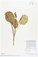 登錄號:BS02831藏品圖，第1張