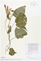 銳葉牽牛藏品圖，第1張