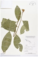 登錄號:BS02835藏品圖，第1張