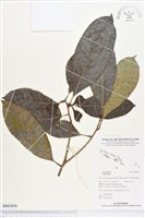 登錄號:BS02836藏品圖，第1張